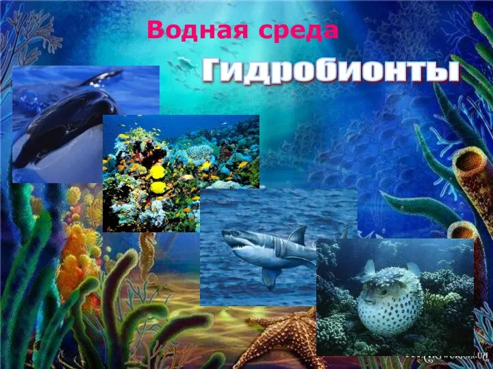 Водная среда Гидробионты