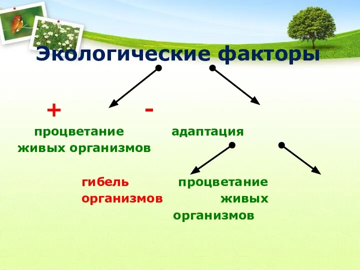 Экологические факторы + - процветание адаптация живых организмов гибель процветание организмов живых организмов