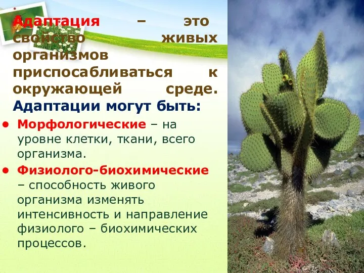 Адаптация – это свойство живых организмов приспосабливаться к окружающей среде. Адаптации