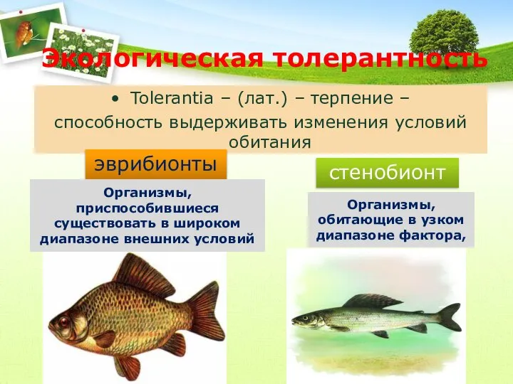 Экологическая толерантность Tolerantia – (лат.) – терпение – способность выдерживать изменения