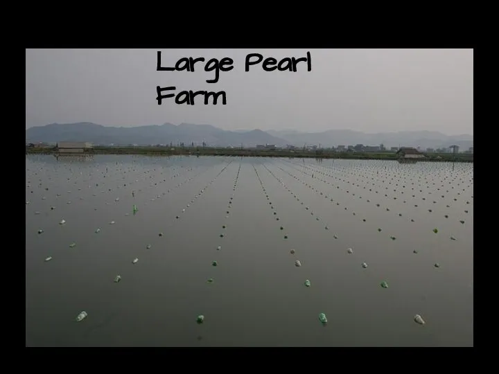 Large Pearl Farm