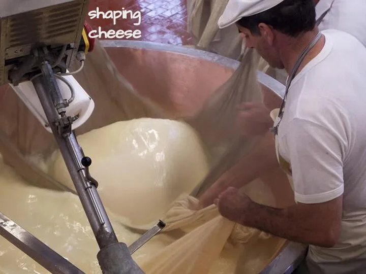 shaping cheese