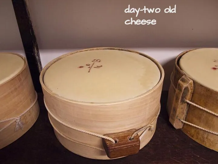 day-two old cheese