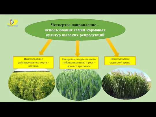 Четвертое направление – использование семян кормовых культур высоких репродукций Использование суданской