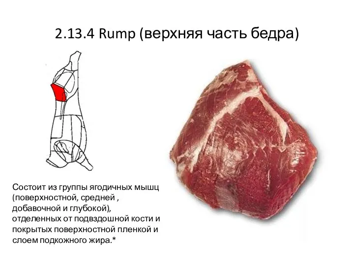 2.13.4 Rump (верхняя часть бедра) Состоит из группы ягодичных мышц(поверхностной, средней