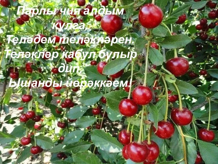 *** Парлы чия алдым кулга, Теләдем теләкләрен. Теләкләр кабул булыр дип, Ышанды йөрәккәем!