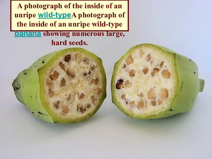 A photograph of the inside of an unripe wild-typeA photograph of