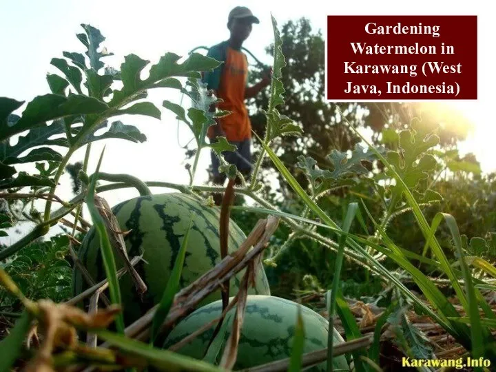 Gardening Watermelon in Karawang (West Java, Indonesia)