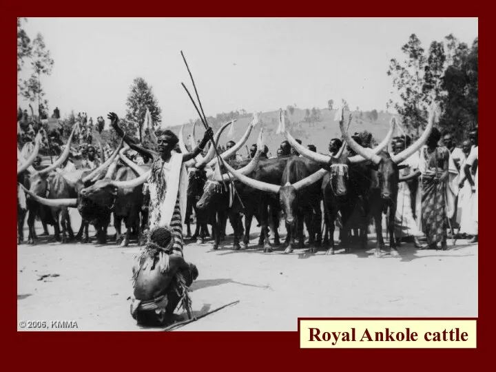 Royal Ankole cattle