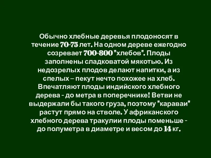 Обычно хлебные деревья плодоносят в течение 70-75 лет. На одном дереве