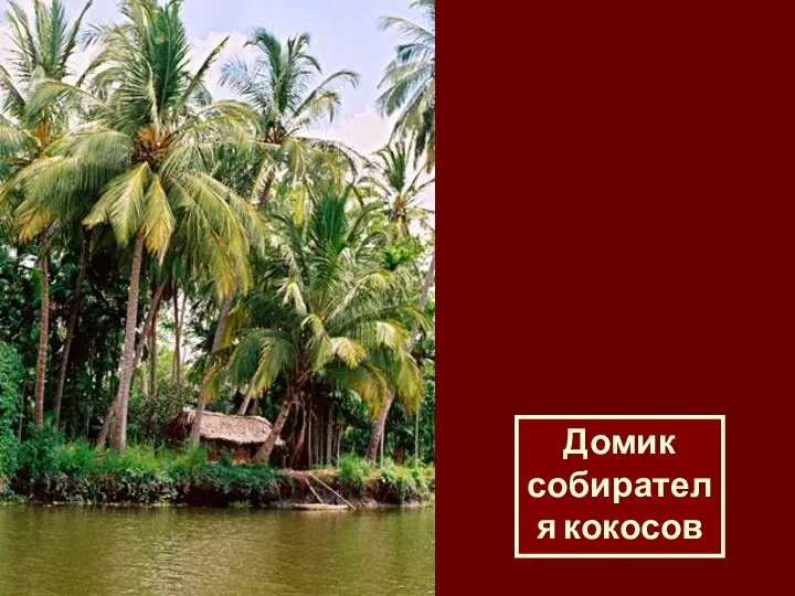 Домик собирателя кокосов