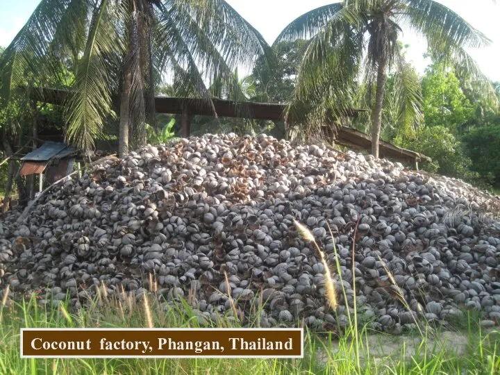 Coconut factory, Phangan, Thailand