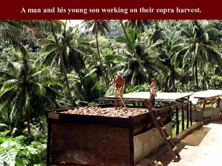 A man and his young son working on their copra harvest.