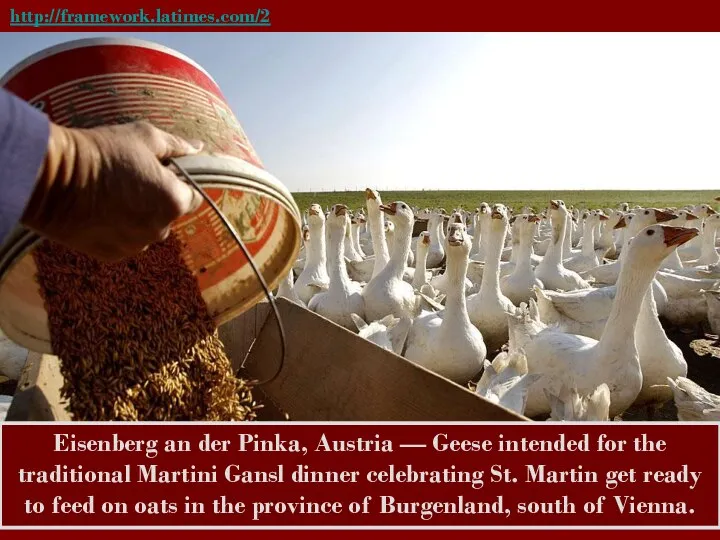 http://framework.latimes.com/2010/10/12/pictures-in-the-news-43/#/4 Eisenberg an der Pinka, Austria — Geese intended for the