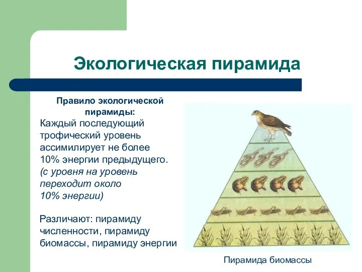 Экологическая пирамида Пирамида биомассы Правило экологической пирамиды: Каждый последующий трофический уровень