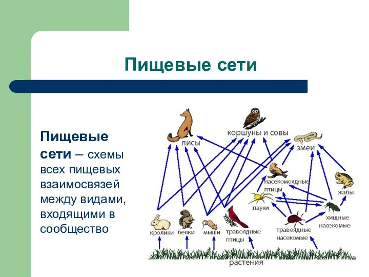 Пищевые сети Пищевые сети – схемы всех пищевых взаимосвязей между видами, входящими в сообщество