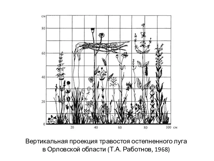 Вертикальная проекция травостоя остепненного луга в Орловской области (Т.А. Работнов, 1968)