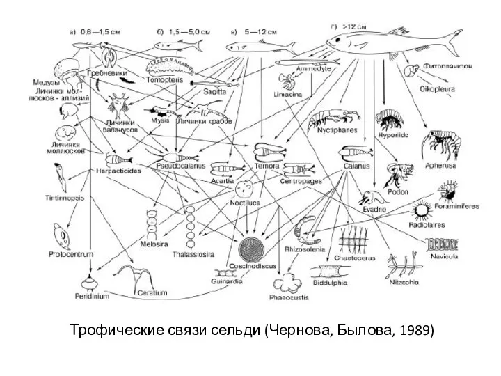 Трофические связи сельди (Чернова, Былова, 1989)