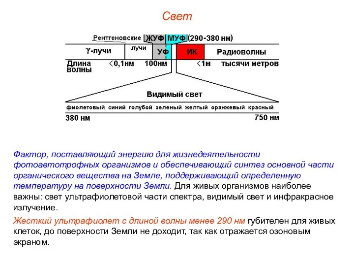 Свет Фактор, поставляющий энергию для жизнедеятельности фотоавтотрофных организмов и обеспечивающий синтез