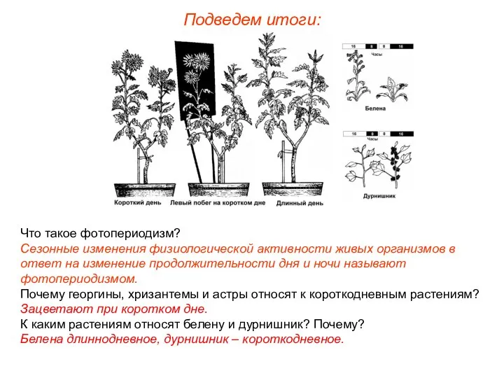 Подведем итоги: Что такое фотопериодизм? Сезонные изменения физиологической активности живых организмов