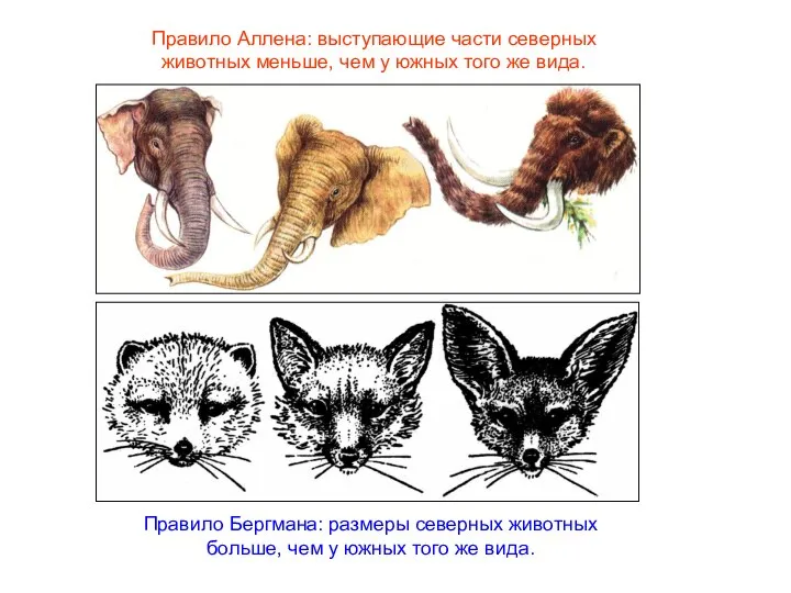 Правило Аллена: выступающие части северных животных меньше, чем у южных того