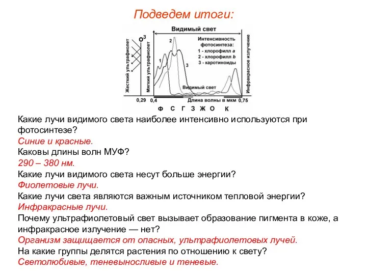 Подведем итоги: Какие лучи видимого света наиболее интенсивно используются при фотосинтезе?