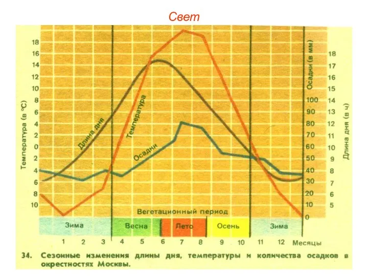 Свет