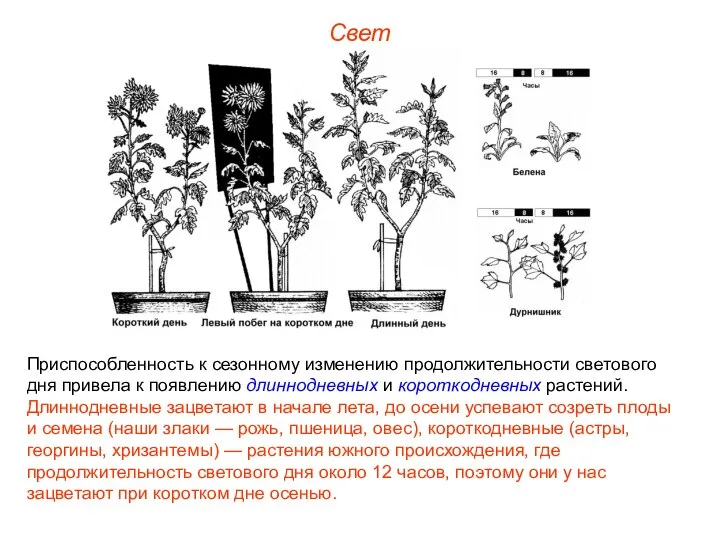 Свет Приспособленность к сезонному изменению продолжительности светового дня привела к появлению