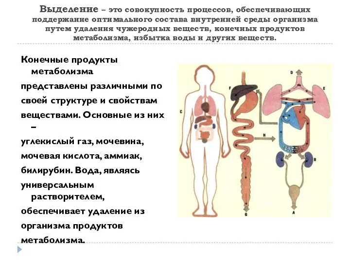 Выделение – это совокупность процессов, обеспечивающих поддержание оптимального состава внутренней среды