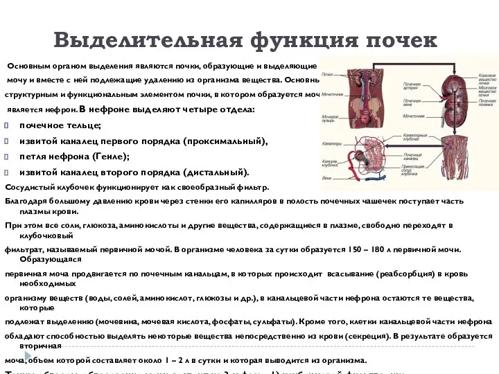 Выделительная функция почек Основным органом выделения являются почки, образующие и выделяющие