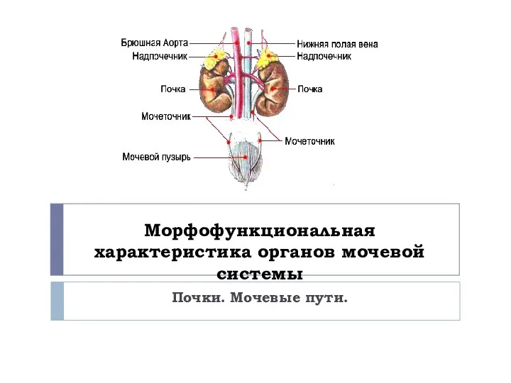 Морфофункциональная характеристика органов мочевой системы Почки. Мочевые пути.