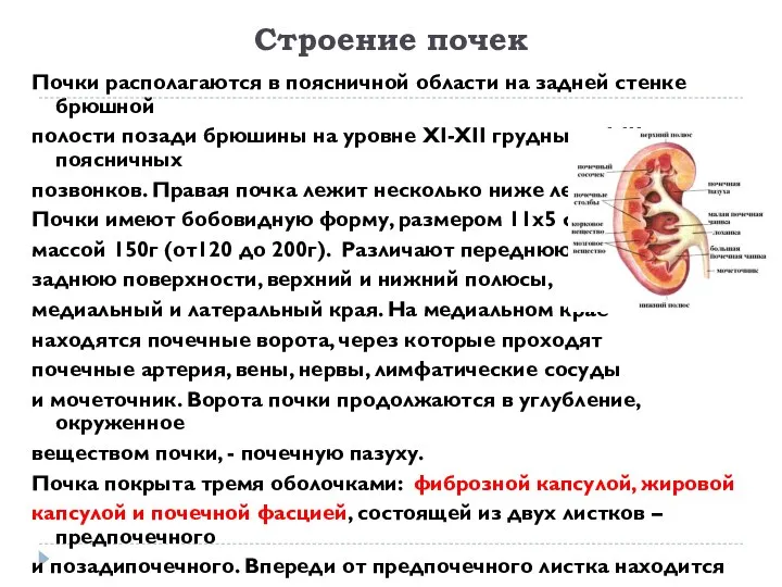 Строение почек Почки располагаются в поясничной области на задней стенке брюшной