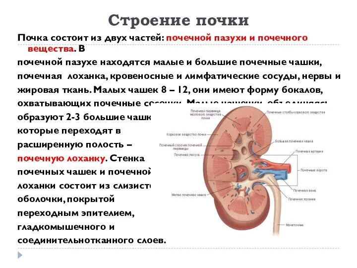 Строение почки Почка состоит из двух частей: почечной пазухи и почечного