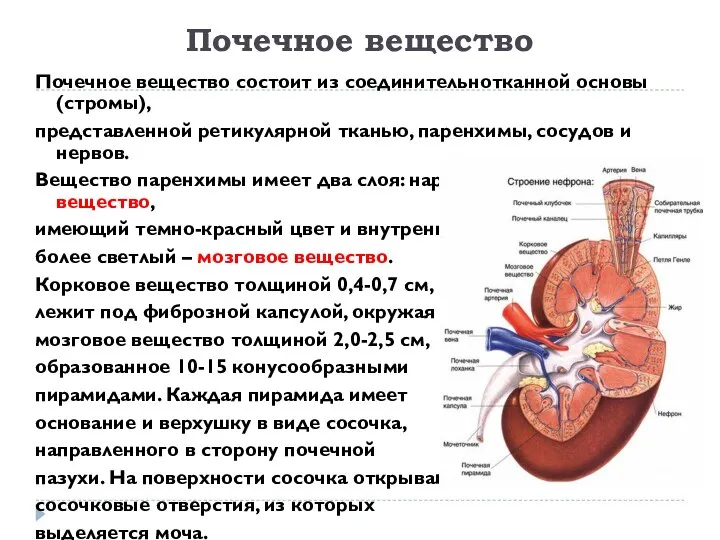 Почечное вещество Почечное вещество состоит из соединительнотканной основы (стромы), представленной ретикулярной