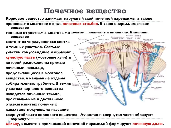 Почечное вещество Корковое вещество занимает наружный слой почечной паренхимы, а также