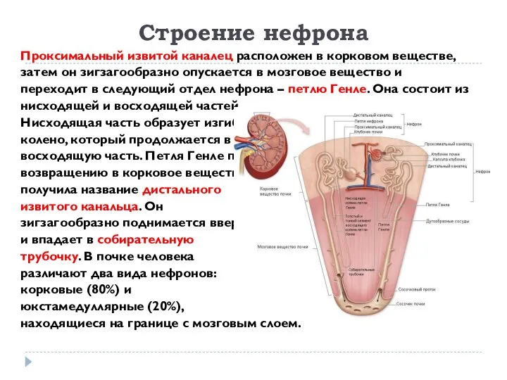 Cтроение нефрона Проксимальный извитой каналец расположен в корковом веществе, затем он