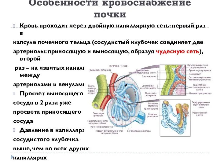 Особенности кровоснабжение почки Кровь проходит через двойную капиллярную сеть: первый раз