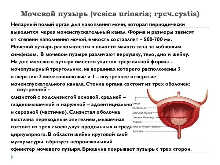 Мочевой пузырь (vesica urinaria; греч.cystis) Непарный полый орган для накопления мочи,
