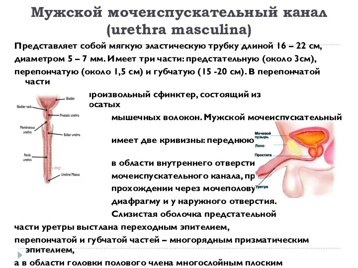 Мужской мочеиспускательный канал (urethra masculina) Представляет собой мягкую эластическую трубку длиной