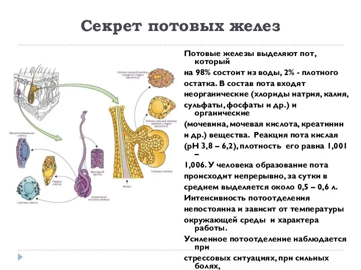 Секрет потовых желез Потовые железы выделяют пот, который на 98% состоит