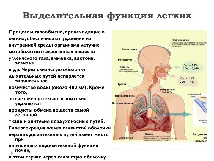 Выделительная функция легких Процессы газообмена, происходящие в легких, обеспечивают удаление из