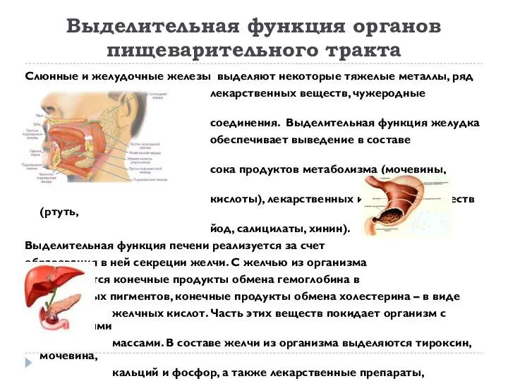 Выделительная функция органов пищеварительного тракта Слюнные и желудочные железы выделяют некоторые