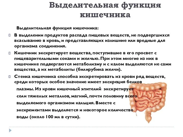 Выделительная функция кишечника: В выделении продуктов распада пищевых веществ, не подвергшихся