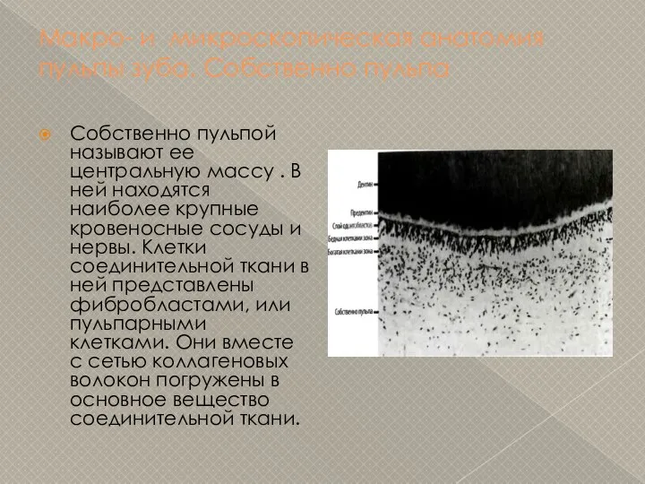 Макро- и микроскопическая анатомия пульпы зуба. Собственно пульпа Собственно пульпой называют