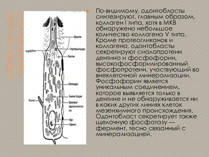 КЛЕТКИ ПУЛЬПЫ. ОДОНТОБЛАСТ. По-видимому, одонтобласты синтезируют, главным образом, коллаген I типа,