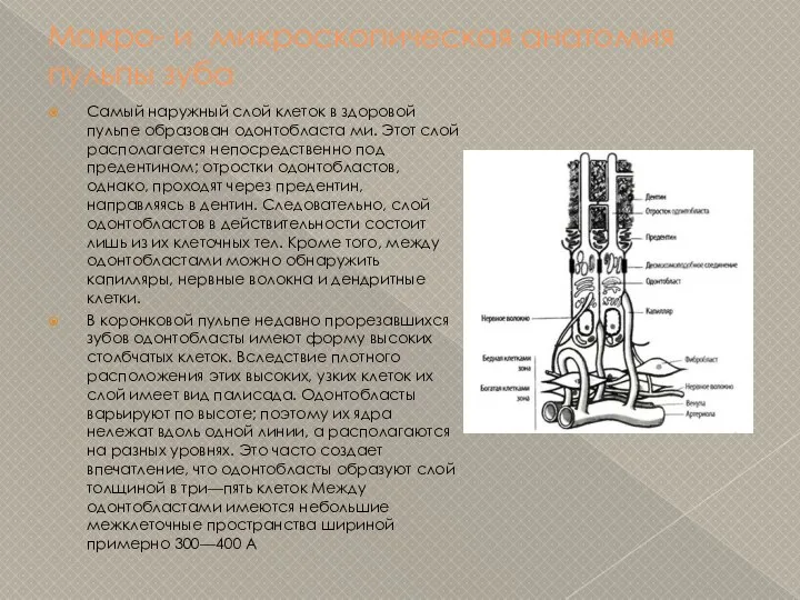 Макро- и микроскопическая анатомия пульпы зуба Самый наружный слой клеток в