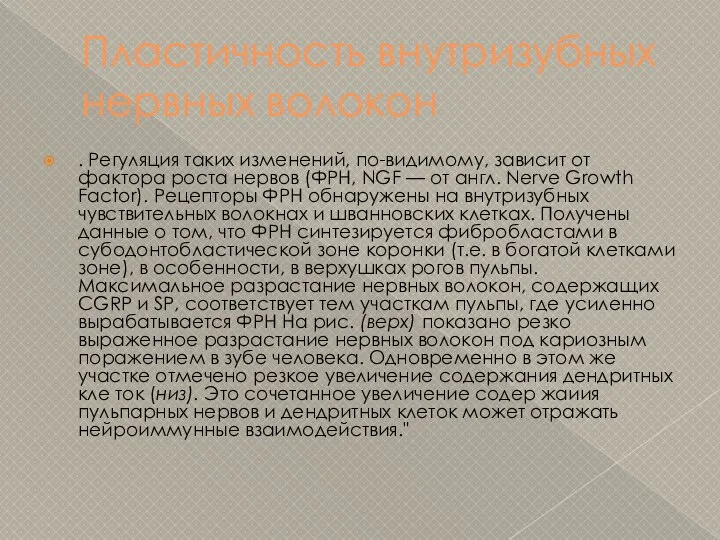 Пластичность внутризубных нервных волокон . Регуляция таких изменений, по-видимому, зависит от