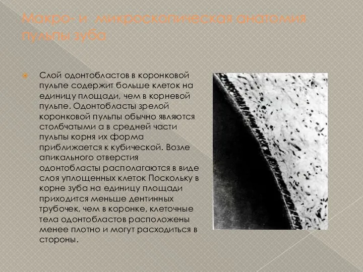 Макро- и микроскопическая анатомия пульпы зуба Слой одонтобластов в коронковой пульпе