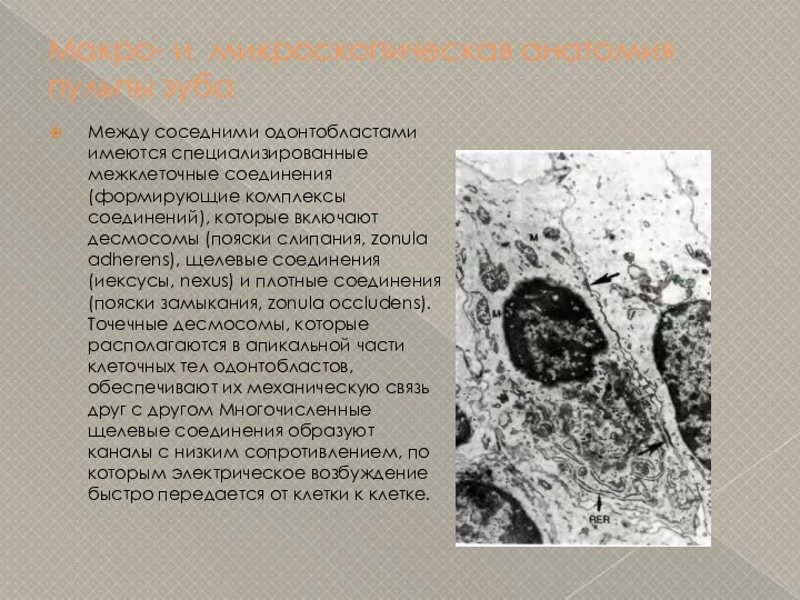 Макро- и микроскопическая анатомия пульпы зуба Между соседними одонтобластами имеются специализированные