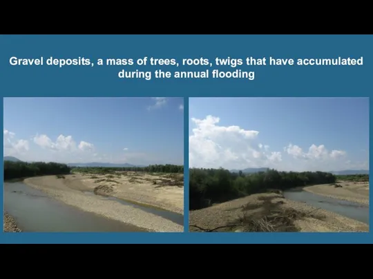 Gravel deposits, a mass of trees, roots, twigs that have accumulated during the annual flooding